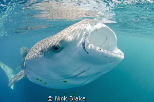 A rather unusual looking whaleshark as a result of the di... by Nick Blake 